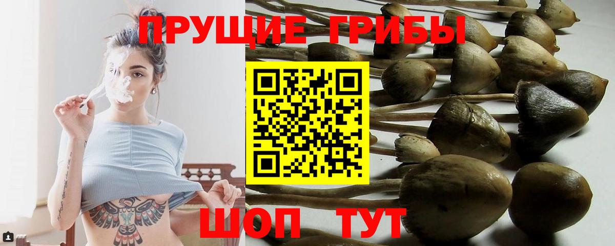 Псилоцибиновые грибы прущие грибы  Вход с VPN  Трёхгорный  Галлюциногенные грибы мицелий 